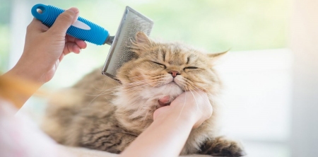 Biaya Grooming Kucing