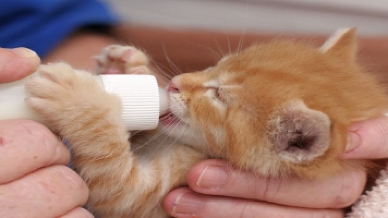 Cara merawat anak kucing tanpa induk