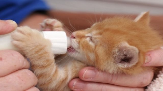 Cara Merawat Anak Kucing Baru Lahir