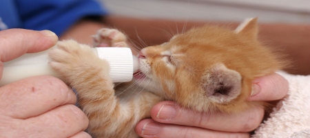 Cara Merawat Anak Kucing Baru Lahir