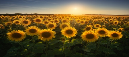 Cara Merawat Bunga Matahari